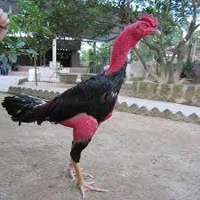 Jenis Ayam Tangkas/Petarung Diindonesia Yang Banyak Diminati