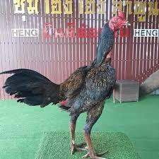 Jenis Ayam Tangkas/Petarung Diindonesia Yang Banyak Diminati