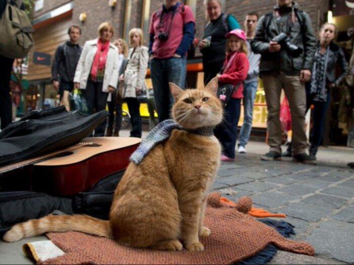 RIP Bob Trending di Twitter, Ini Kisah Kucing Oren yang Menginspirasi