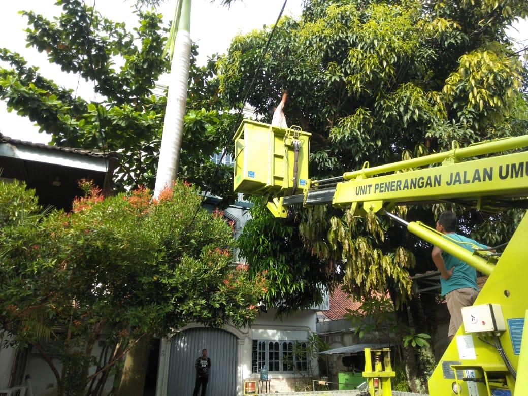 Jasa Tebang Pohon Termurah Medan