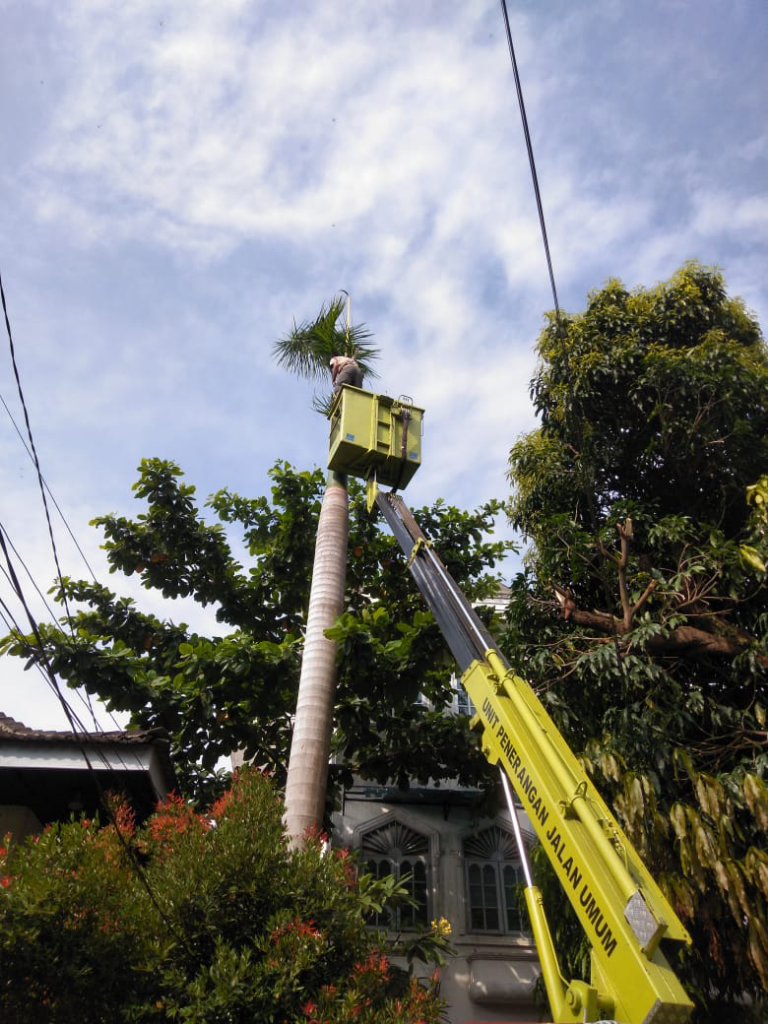 Jasa Tebang Potong Pohon Profesional Di Medan