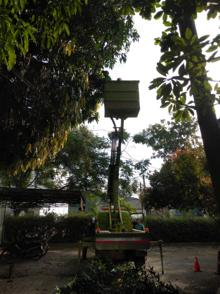 Jasa Tebang Potong Pohon Profesional Di Medan