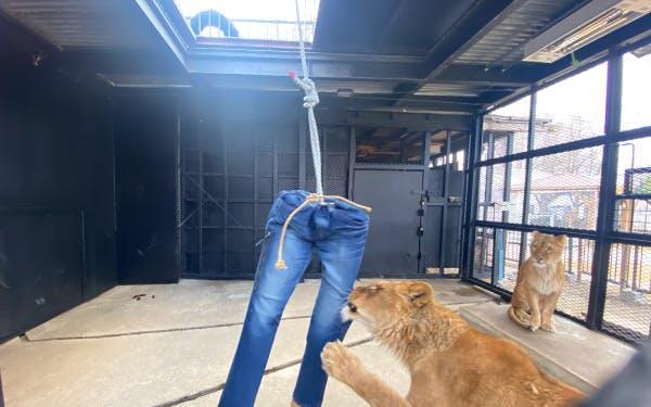Dijual 9juta! Celana Jeans Sobek 'JEPANG' Ini Dibuat Dari Gigitan Singa !