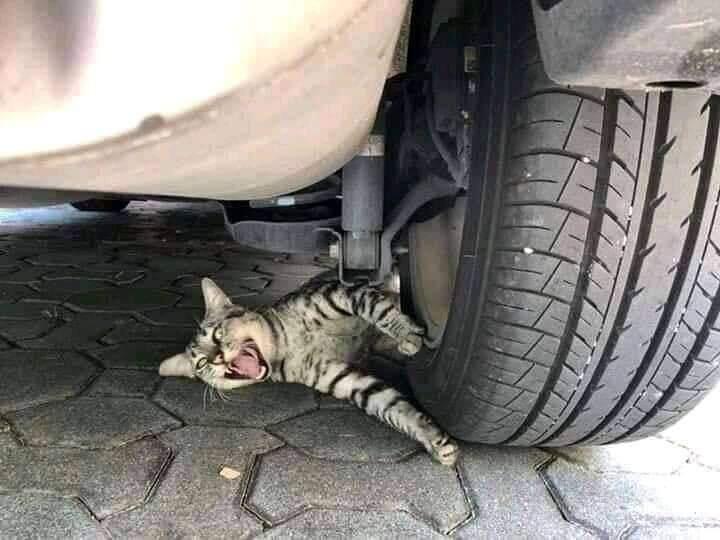 Ngakak Banget, Kucing Ini Viral Gara-gara Drama Pura-pura Terlindas Ban Mobil