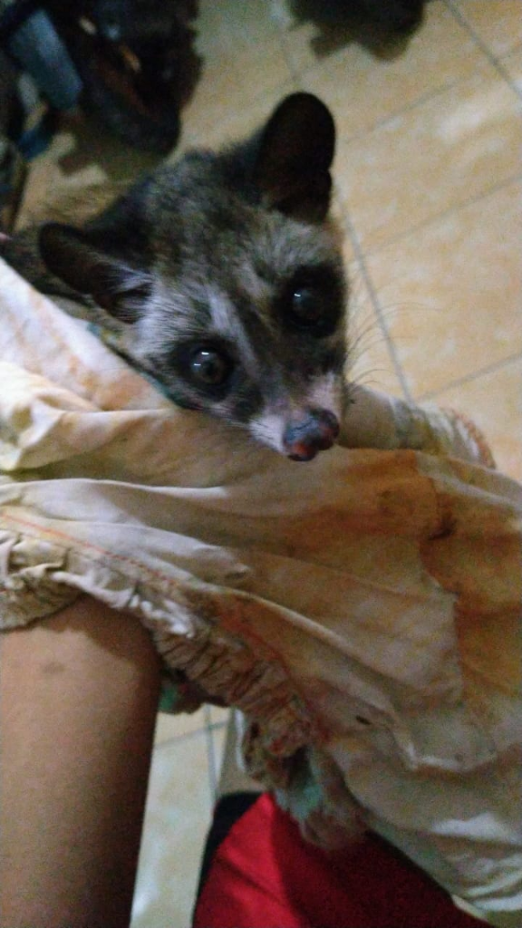 Musang Pandan