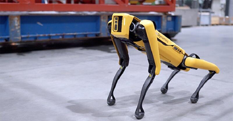 Kenalan yuk Ama Robot Anjing Pengembala Domba di Selandia Baru!