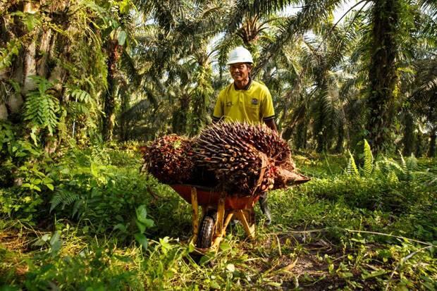 Petani Sawit Swadaya Paling Merasakan Dampak Pandemi Covid-19