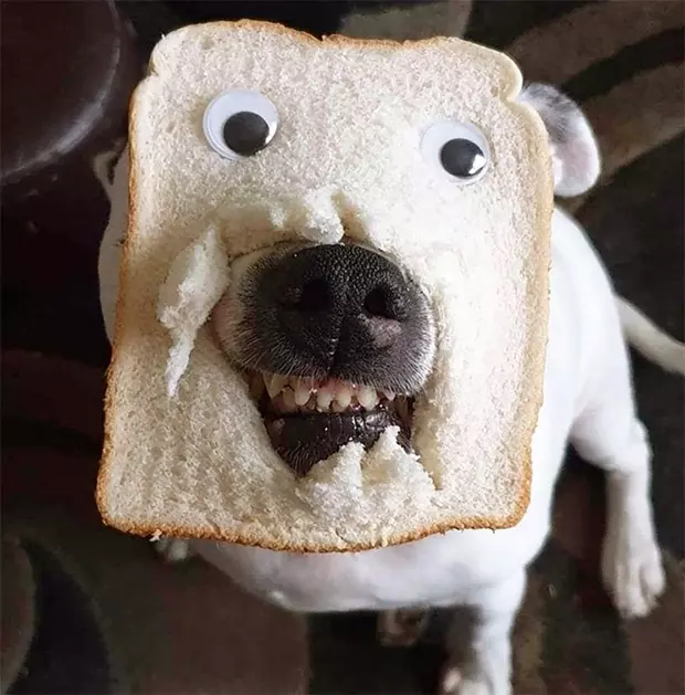 Lagi Viral Dan Unyu, Cerita Anjing Bertopengkan Roti Tawar, wkwk...