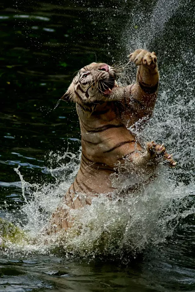 Bangga, Aksi Harimau Sumatera Menangkap Mangsa Ini Jadi Perhatian Dunia