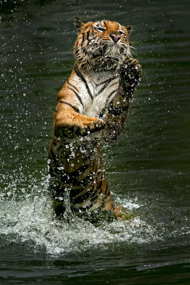 Bangga, Aksi Harimau Sumatera Menangkap Mangsa Ini Jadi Perhatian Dunia