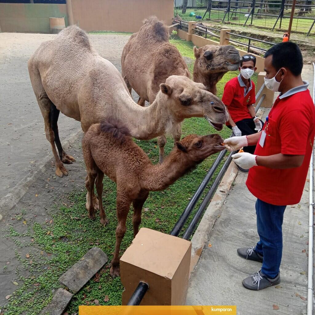 Unik! Lahir Saat Corona Onta di Solo Dinamai Dovir Olan, Bisa Nebak Artinya?