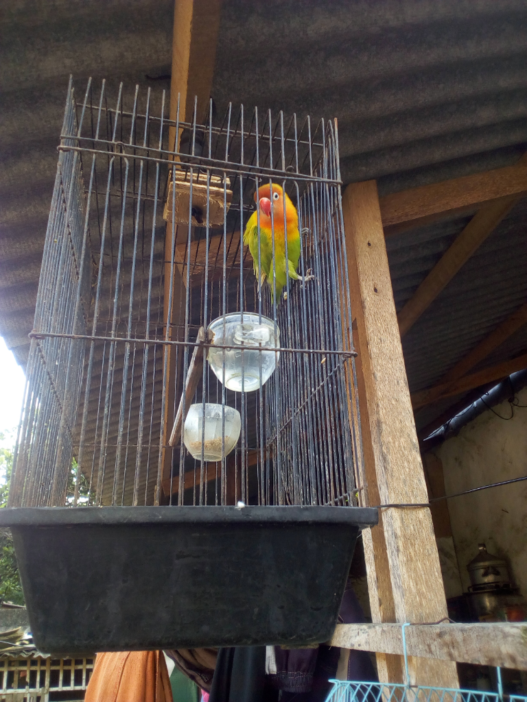 Liku-liku Burung Cinta