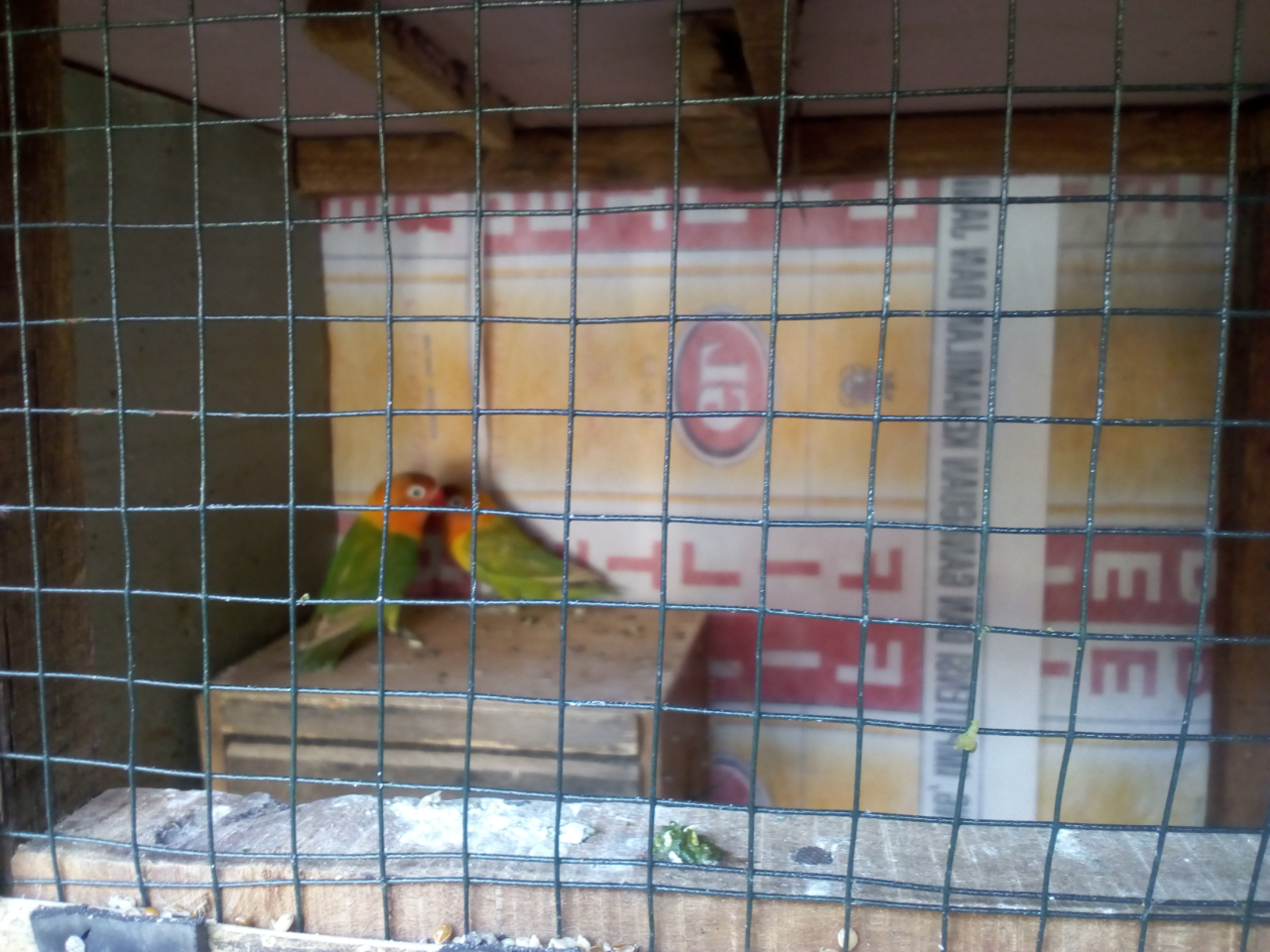 Liku-liku Burung Cinta