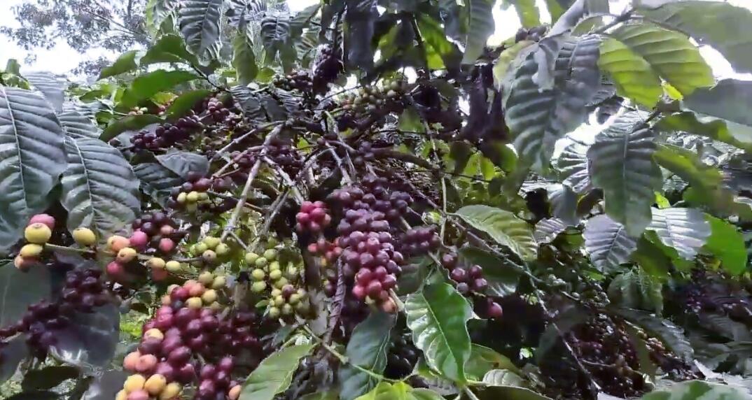 &#91;CoC Reg. Jambi&#93; Jambi's Exotic Coffee Perpaduan Kopi Arabika, Liberika, dan Robusta