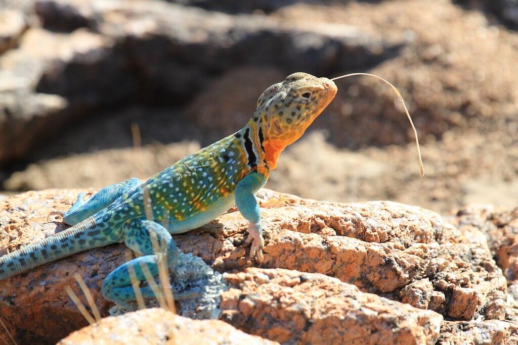 Ngerawat Reptil Awalnya Emang Susah, Biar Gampang Sini Ane Jabarin Tips &amp; Triknya!