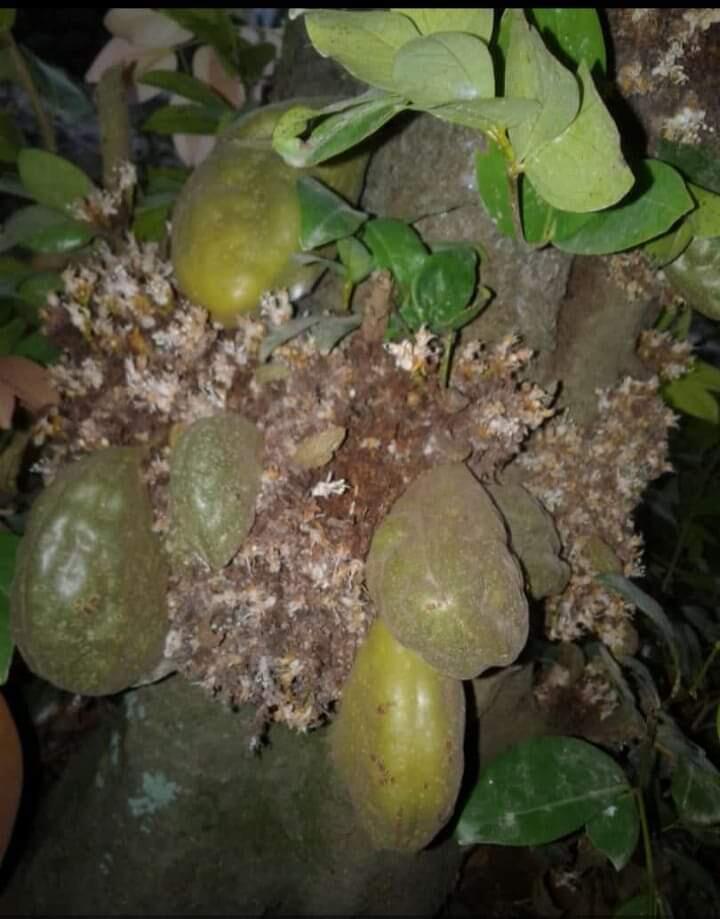 Meski Masam, Nyatanya Keempat Buah Ini Masih Banyak Diminati, Apa Saja Itu?