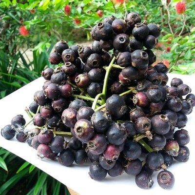 Meski Masam, Nyatanya Keempat Buah Ini Masih Banyak Diminati, Apa Saja Itu?