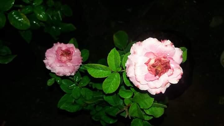 Tips Menanam Bunga Mawar