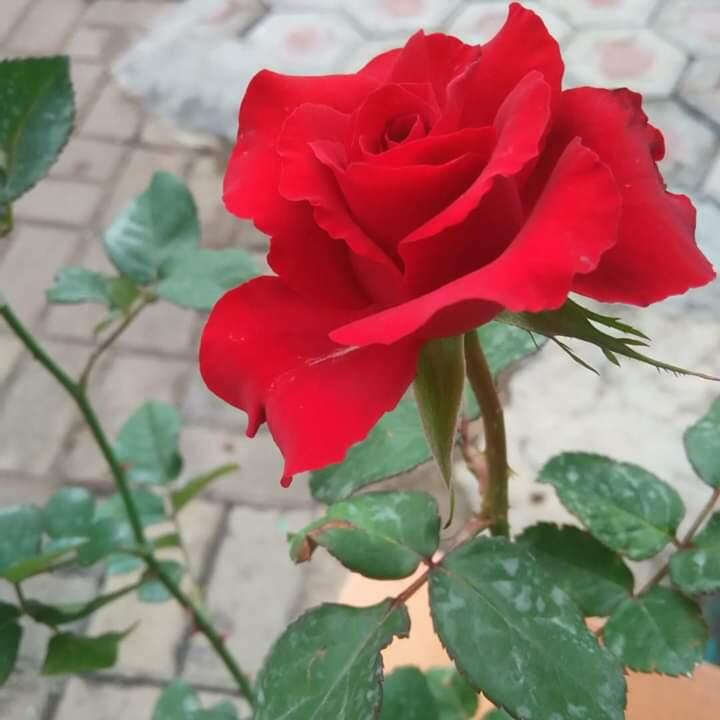 Tips Menanam Bunga Mawar