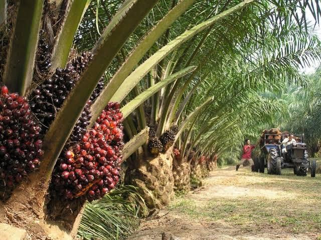 Pengalaman PKL di Perusahaan Perkebunan