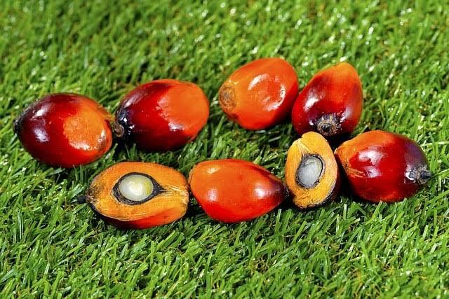 Pengalaman PKL di Perusahaan Perkebunan