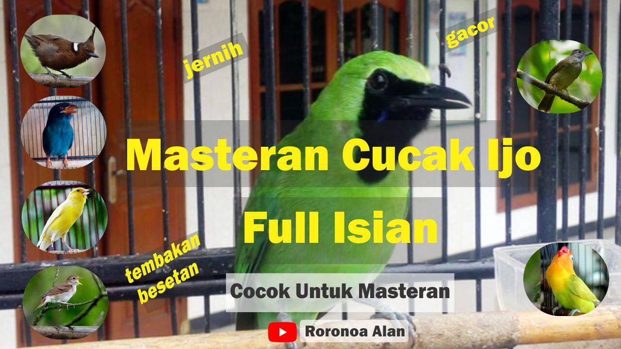 Masteran Cucak Ijo Full isian Tembakan