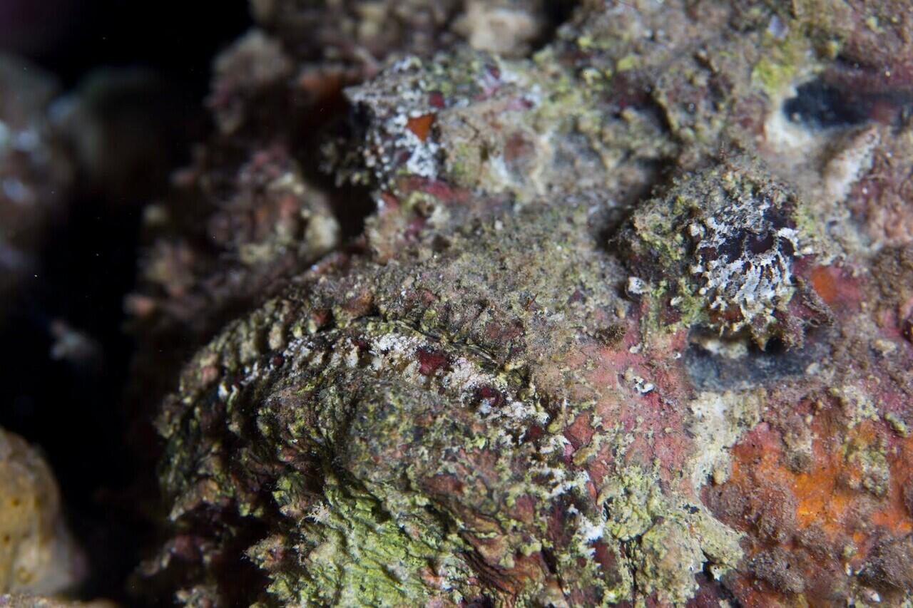 Fakta Ikan Stonefish Paling Beracun Di Bikini Buttom