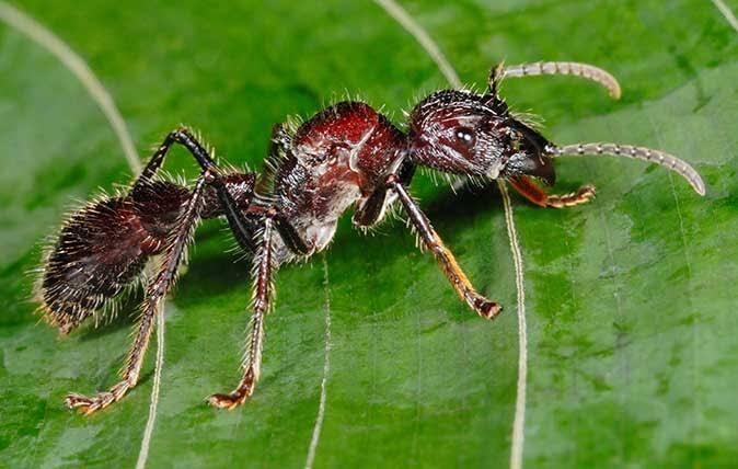 Seram juga ya, 8 Serangga ini Wajib kamu hindari kalau tidak ingin sial