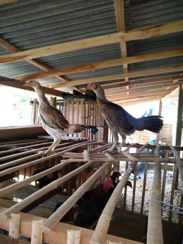 &#91;Coc Bisnis&#93; Beternak Ayam Bangkok Membantu Perekonomian Selama Covid-19