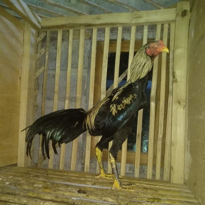 &#91;Coc Bisnis&#93; Beternak Ayam Bangkok Membantu Perekonomian Selama Covid-19