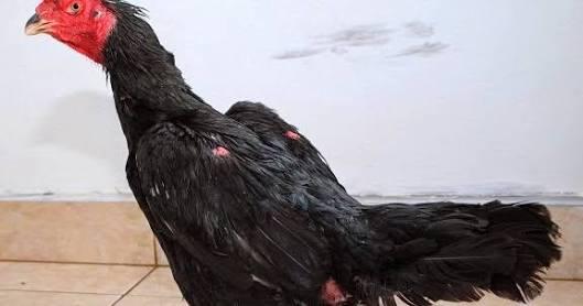 &#91;Coc Bisnis&#93; Beternak Ayam Bangkok Membantu Perekonomian Selama Covid-19