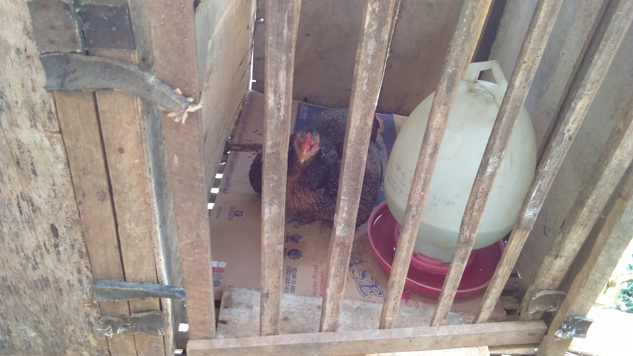 &#91;Coc Bisnis&#93; Beternak Ayam Bangkok Membantu Perekonomian Selama Covid-19