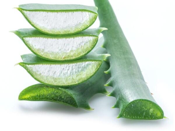 Cara Mengolah Tanaman Lidah Buaya menjadi minuman yang sederhana