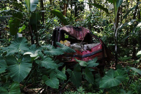 10 Hutan Angker di Dunia, Nomor 3 dan 2 Ada di Indonesia Loh guys