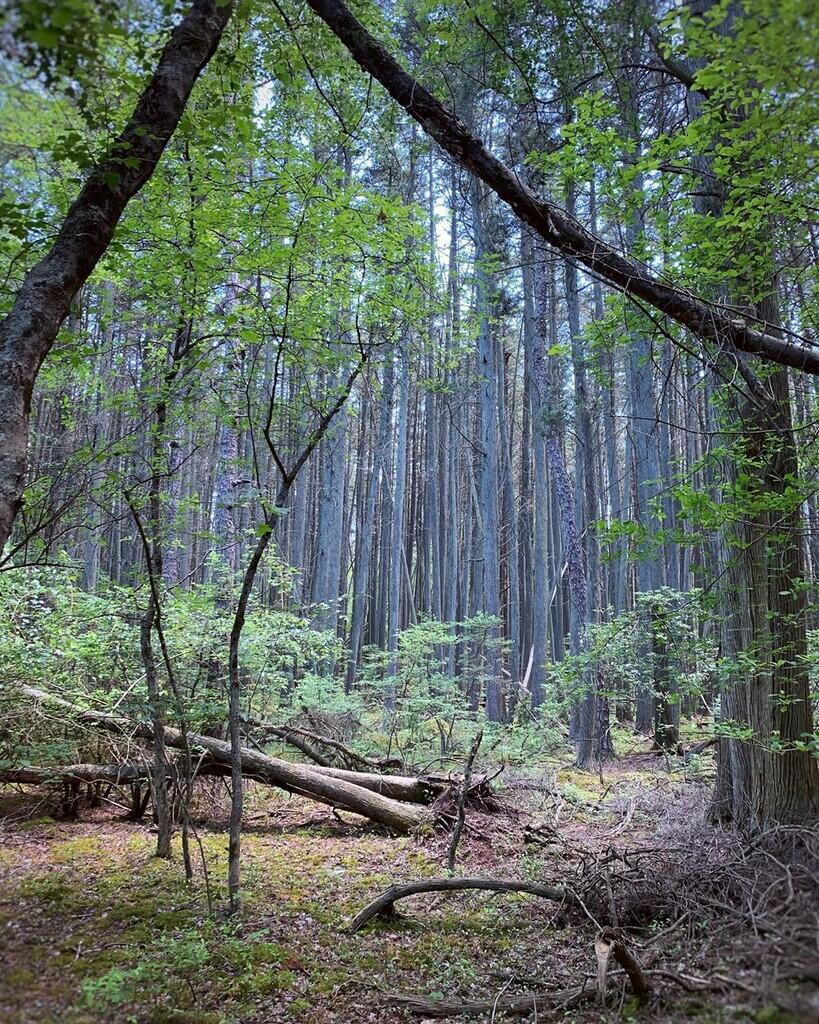 10 Hutan Angker di Dunia, Nomor 3 dan 2 Ada di Indonesia Loh guys