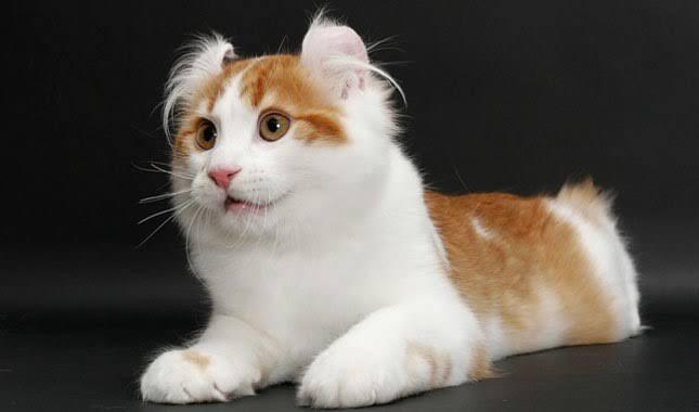 10 Kucing Termahal di Dunia