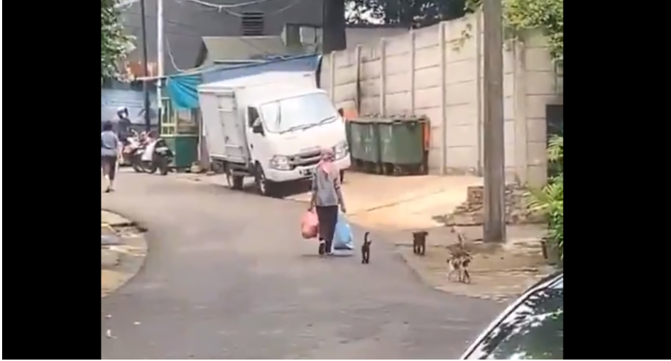 Viral! Kisah Wanita yang Dikerumuni Kucing Liar Setiap Hari