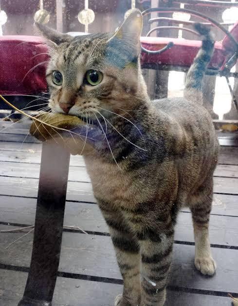 6 Tanda Atau Isyarat Kucing Menyangi &amp; Mencintai Kita Majikannya.. 