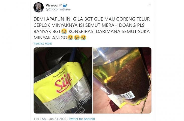 VIRAL : Fenomena Minyak Goreng Jadi Tempat 'BUNUH DIRI' Semut, Netizen Heran !