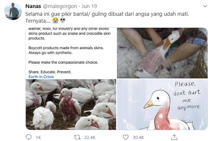 Kasihan! Proses Pembuatan Bantal Bulu Angsa, Dicabut Paksa saat Masih Hidup
