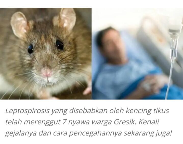 Leptospira Itu Bisa Membunuhmu, Ada Apa Dengan Para Tikus?