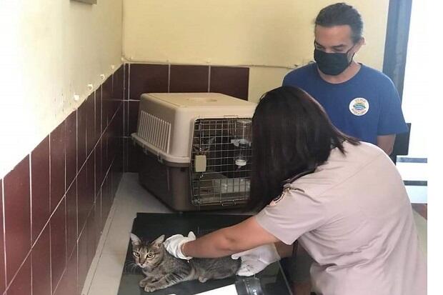 Dua Kucing Kampung Ini Sangat Beruntung, Bisa Terbang ke Amerika