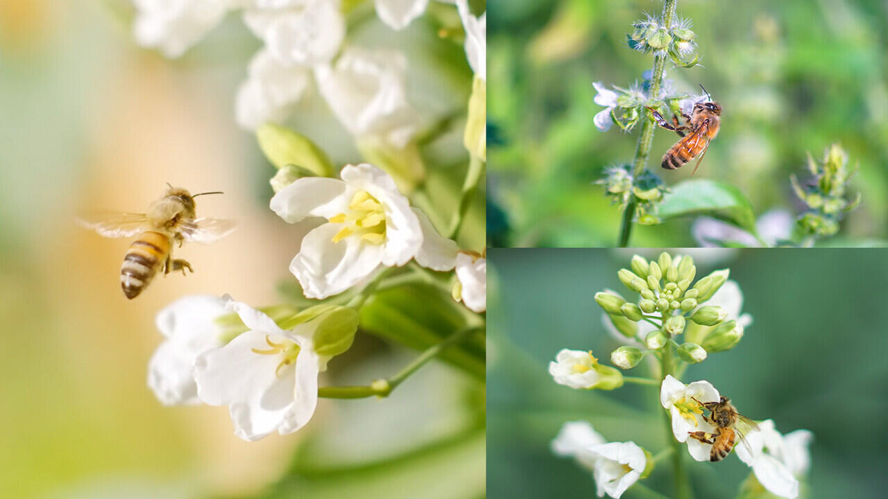 Hikmah kena Lockdown! Belajar Berkebun Di Rumah Menghindari Stress!!