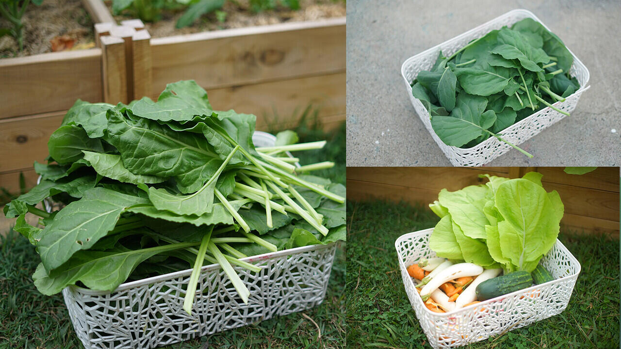 Hikmah kena Lockdown! Belajar Berkebun Di Rumah Menghindari Stress!!