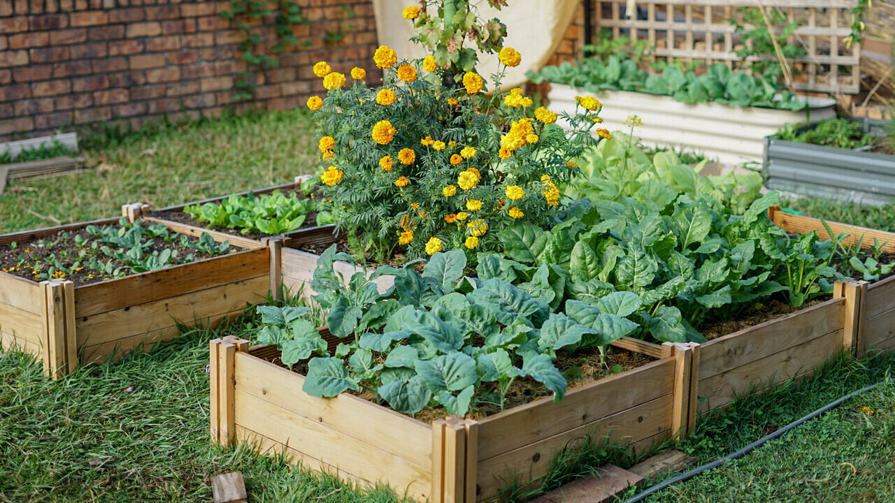 Hikmah kena Lockdown! Belajar Berkebun Di Rumah Menghindari Stress!!