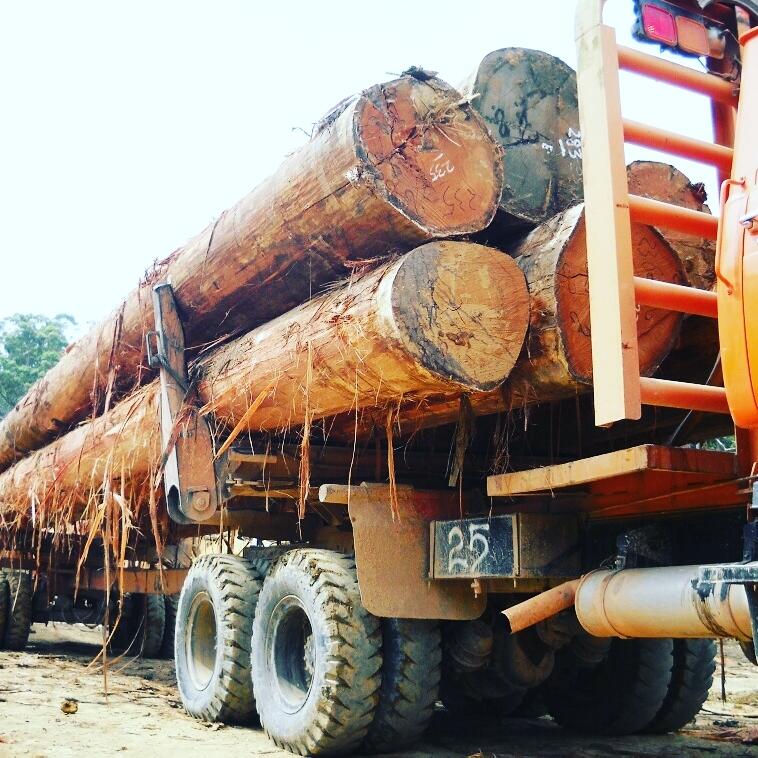 Nissan: Sang Legenda Pengangkut Kayu Gelondongan