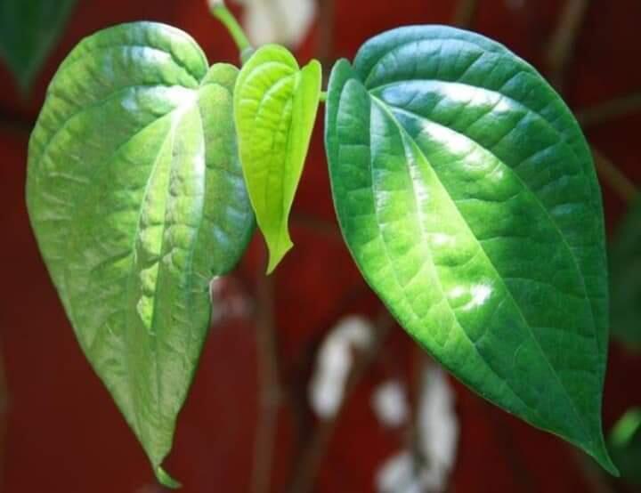 Manfaat Daun Siri