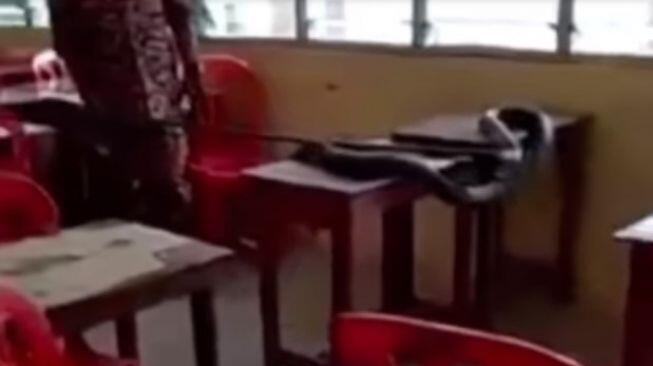 Lama Tak Dipakai Selama Corona, Laci Meja Sekolah Ini Jadi Sarang Ular