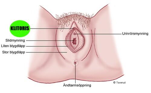 KLITORIS : Makhluk Imut dan Fakta Tentangnya Yang Mungkin Belum Diketahui