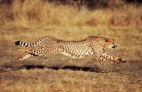 6 Hewan Tercepat di Daratan, Nomor 1 Gila Kecepatan hingga 225 Kmh Cheetah Kalah Jauh